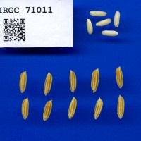 IRGC 71011 Seed Photo