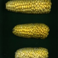 CIMMYTMA 16706 ECUA 7298 TC19U-2903-40 E0 _Ready.jpg