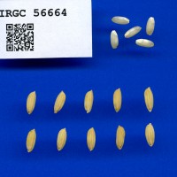 IRGC 56664 Seed Photo