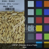 BRA00004063-4.JPG