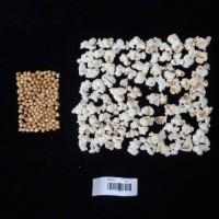 Popped and not popped comparison labeled.jpg