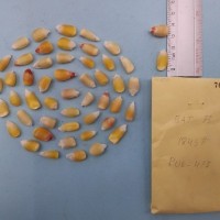 CIMMYTMA 7682 - Reference inventory.jpg
