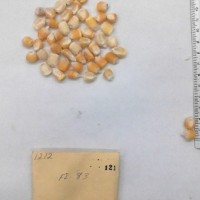 CIMMYTMA 121 - Reference Inventory.jpg