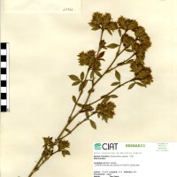 10411 herbarium