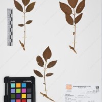 CIP 761396_OCH 12017_06.jpg