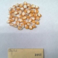 CIMMYTMA 3862 - Reference Inventory.jpg