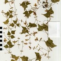 G40686 herbarium.jpg