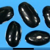 G50001 seed.jpg