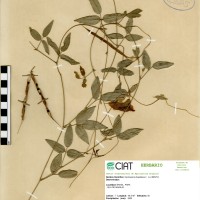 15521 herbarium