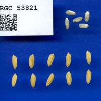 IRGC 53821 Seed Photo