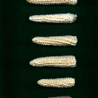 CIMMYTMA 8219 ECUA 486 TC18U-2903-15 C.jpg