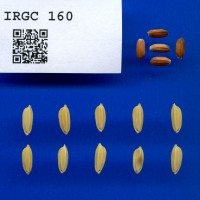 IRGC 160 Seed Photo