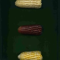 CIMMYTMA 30818 PHIL 11353a PV18A-1902-58 E.jpg