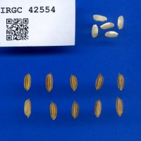 IRGC 42554 Seed Photo