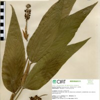21091 herbarium