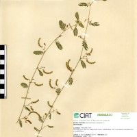 21167 herbarium
