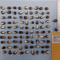 CIMMYTMA 15925 - Reference Inventory.jpg
