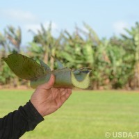 6.3.4 - Petiole margins