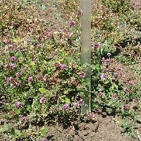 100851(Trifolium mattirolianum7744).jpg