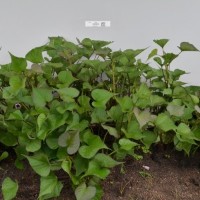 CIP 420342 (plant).jpg