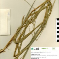 16341 herbarium