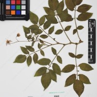 CIP 760248_HHCH 4531c_05.jpg