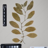 CIP 760537_HAM 205_06.jpg