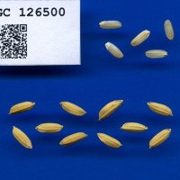 IRGC 126500 Seed Photo