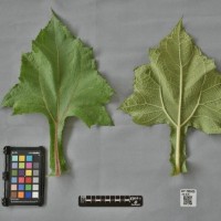 CIP 205008 (leaf).jpg