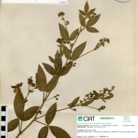 21094 herbarium