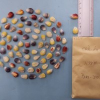 CIMMYTMA 8351 - Reference inventory.jpg