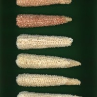 CIMMYTMA 23362 HIDA 221 BA22U-2903-15 C.jpg