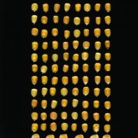 CIMMYTMA 7470 BRAZ 1127 AF18A-0903-71 K.jpg