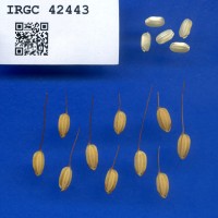 IRGC 42443 Seed Photo
