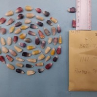 CIMMYTMA 7595 - Reference inventory.jpg