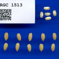 IRGC 1513 Seed Photo