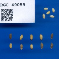 IRGC 49059 Seed Photo