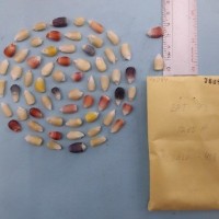 CIMMYTMA 7608 - Reference inventory.jpg