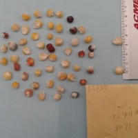 CIMMYTMA 5273 - Reference Inventory.jpg