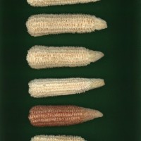 CIMMYTMA 5783 BRAZ 1488 AF22A-0903-66 C_compress.jpg