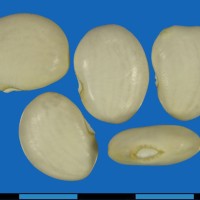 G25429 seed.jpg