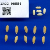 IRGC 98554 Seed Photo