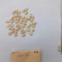 CIMMYTMA 823 - Reference Inventory.jpg