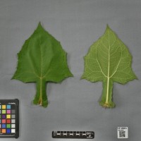 CIP 205014 (leaf).jpg
