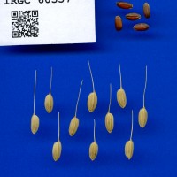 IRGC 60557 Seed Photo