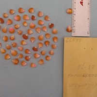 CIMMYTMA 6658 - Reference Inventory.jpg