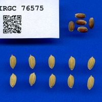 IRGC 76575 Seed Photo