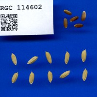 IRGC 114602 Seed Photo