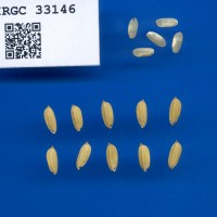 IRGC 33146 Seed Photo