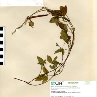 15492 herbarium